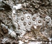 Koralowce Rugosa kolonijne, rodzaj Marisastrum. Kompleks A