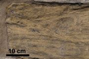Struktury sedymentacyjne (zestawy warstwowań przekątnych) widoczne w dolnotriasowym piaskowcu
