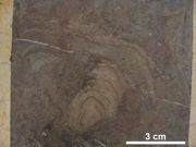 Stromatoporoidy widoczne w „marmurze bolechowickim”