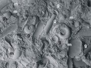 Powierzchnia wapienia dewońskiego z licznymi skamieniałościami mięczaków: m – małże, ś – ślimaki, g – głowonogi