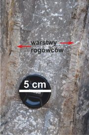 Warstwy rogowców w wapieniach ze środkowej części kamieniołomu