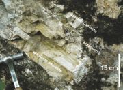 Warstwy wapieni pasiastych rozdzielone nieregularną warstwą krzemieni, odsłonięte u podnóża ambony skalnej z jaskinią Piekło pod Małogoszczem