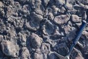 Stromatolity: A - Kopalne (Zachełmie) i B - współczesne( Zatoka Rekinów, Zachodnia Australia).