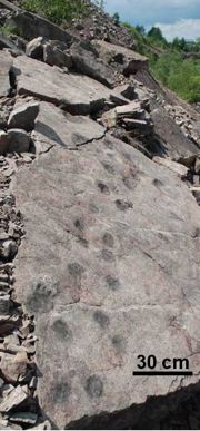 Powierzchnia skalna ze ścieżką najstarszego kręgowca lądowego – tetrapoda