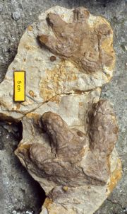 Odlew tropu tylnej (u dołu, cztery palce) i przedniej (u góry, pięć palców) łapy czworonożnego dinozaura roślinożernego z Gromadzic